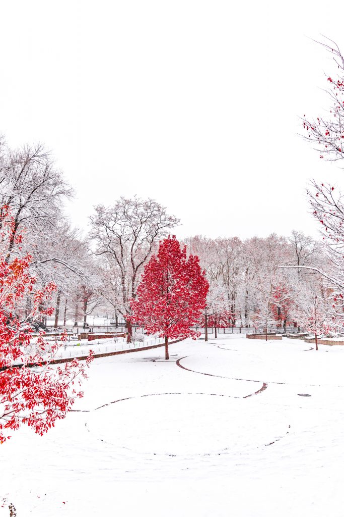 red trees in winter
